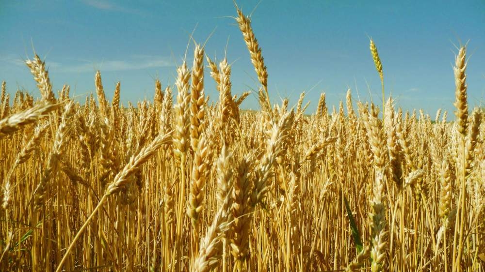 Россия начинает поставлять в Китай пшеницу